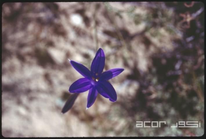 This #flower was found in #Petra. Can you tell us the name of the plant in this photo from the Brian Byrd collection?