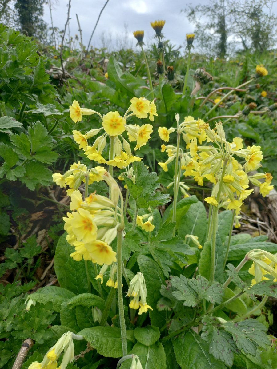 #MondayMotivation #FalseOxlip growing along the Tissington Trail at the moment. 🥰 False Oxlip is a natural hybrid which sometimes occurs where Cowslips and Primroses grow together. 💚 #Mindfulness #GetOutside #PeakDistrictProud