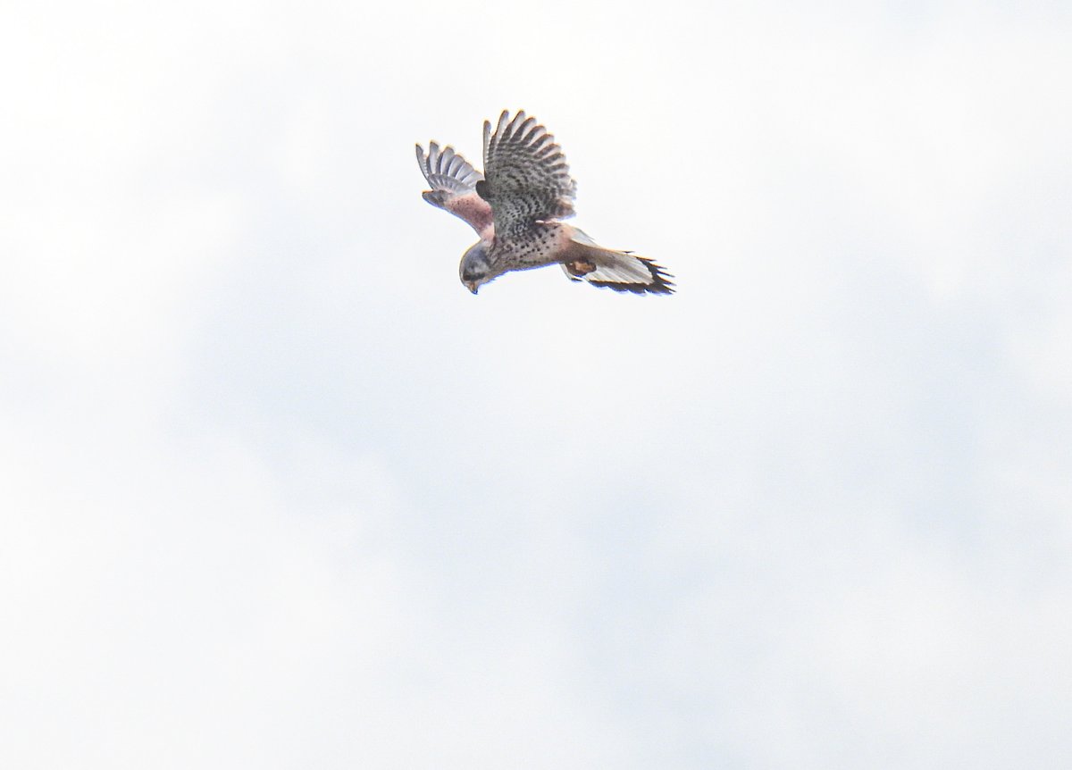 Had a lovely walk with <a href="/RSPBSolihull/">RSPB Solihull Group</a> last Friday <a href="/WKWT/">Warwickshire Wildlife Trust</a> Bubbenhall 42 species of Bird, 6Butterfly species and a Damselfly <a href="/BCWarwickshire/">BC Warwickshire</a> not to mention good company.
