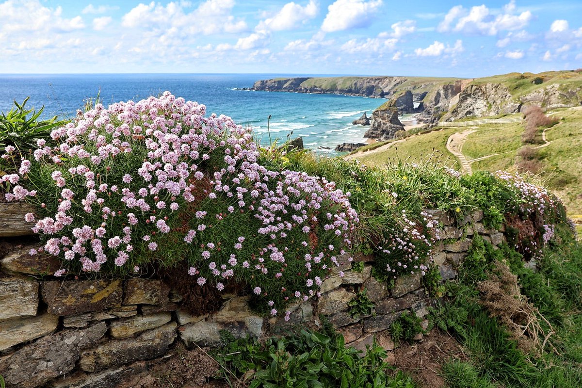 Something cheerful required so here's Bedruthan Steps yesterday with the lovely sea pinks @BBCCornwall #VisitCornwall #cornwallhour