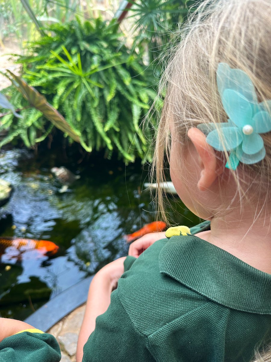 We are exploring the importance of water this term! #ButtercupClass ventured into the biodomes to find out why water is important to the plants and creatures that call the domes their home!
“Water is for all of the biodome animals and plants to drink and swim and grow” 🐠🦜🐢