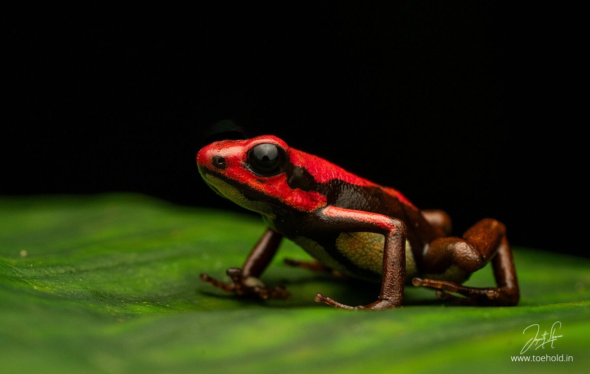 The Cauca Poison #Frog is a vulnerable little jewel found in #Colombia. Like many frogs these suffer from habitat loss and road kills many times. #ToeholdPhotoTravel #Frogs