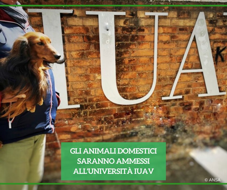 La @iuav di #Venezia ha approvato un nuovo regolamento che consente la presenza di animali domestici all'interno delle proprie sedi. #ANSALifestyle ➡️ bit.ly/3Wevwy2