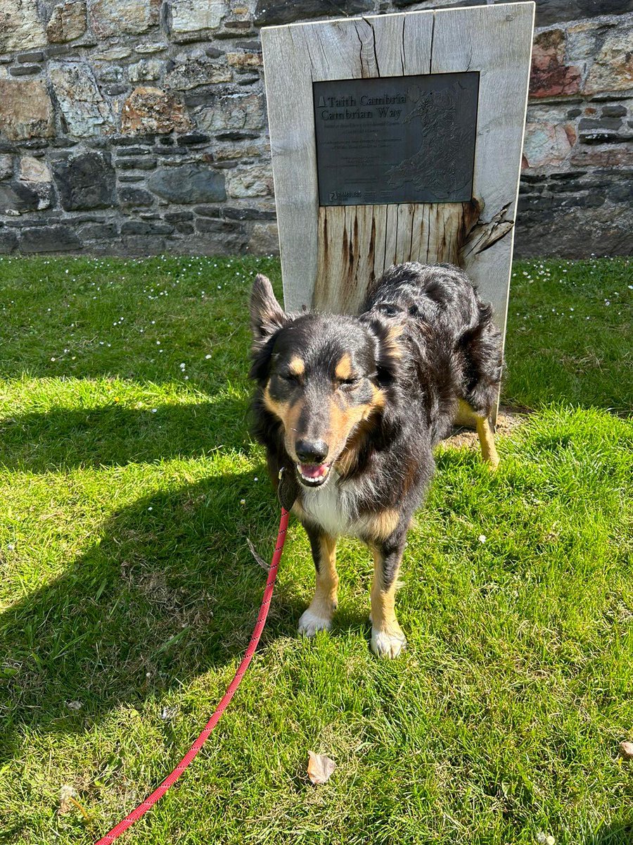Here’s Ron, one of our canine #volunteers just checking in on our finish marker in Conwy! Top work 🐶 Our marker is situated just opposite the castle in a small garden area. #dogs #hiking #ramblers