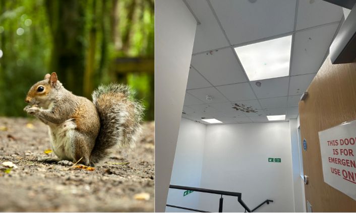 SQUIRRELS!!! One of our existing clients in the Birmingham area had the misfortune to be suffering from an infestation of squirrels in their ceiling. Read more: buff.ly/3WixGN0 #SquirrelsInTheHouse #OfficeInteriors #OfficeDesign #OfficeCeiling #sourceone #WeLoveOffices