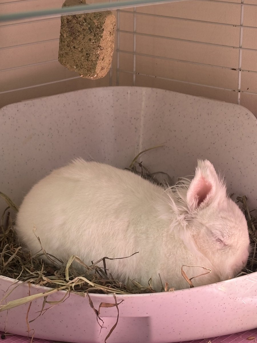 Wee Snow’s having a wee nap in the sunshine, after a morning of lounge zoomies. 🥰😊🫶🏻 🐇