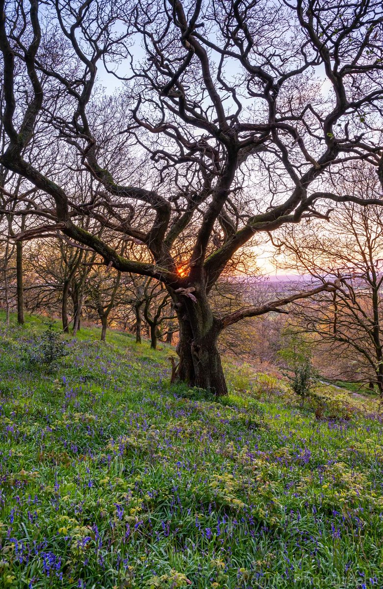 Bluebells emerging at Newton Wood, North Yorkshire 

#landscapephotography #Bluebells 
@NorthYorkMoors 
@VNYorkshire 
@NT_TheNorth 
@WoodlandTrust