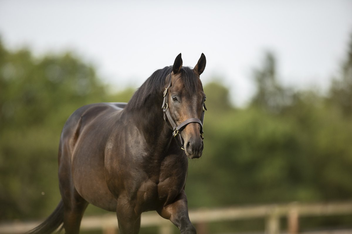 🇬🇧 The European Darley stallions will be well represented in the 1,000 Guineas @NewmarketRace on Sunday! To celebrate we are giving away two pairs of Premier Enclosure tickets! To enter: ❤️ Like 👍 Follow 🔃 Repost 🧑‍🤝‍🧑Tag who you will bring! Competition closes Wednesday 1 May at