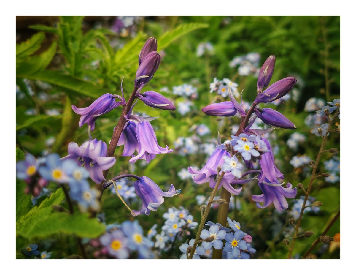 'Into the Blue.'

Bluebells and Forget-Me-Nots, making for the most amazing and artistic Contrasts of artwork.

#wexmondays #fsprintmonday #FSLocal #ShareMondays2024 #ShareMondays #Bluebells