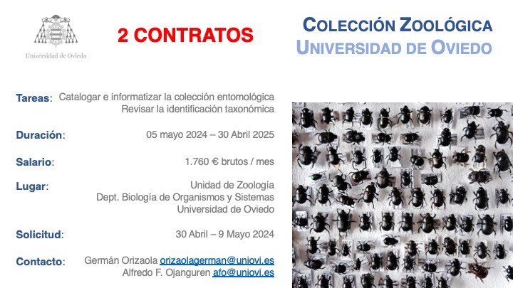 📢 OFERTA DE 2 CONTRATOS LABORALES @uniovi_info Contratos de 1 año para trabajar en la catalogación y revisión taxonómica de la colección entomológica de la Universidad, con fondos Next Generation. Solicitud desde mañana 👇🏻👇🏻 uniovi.es/conocenos/rrhh…