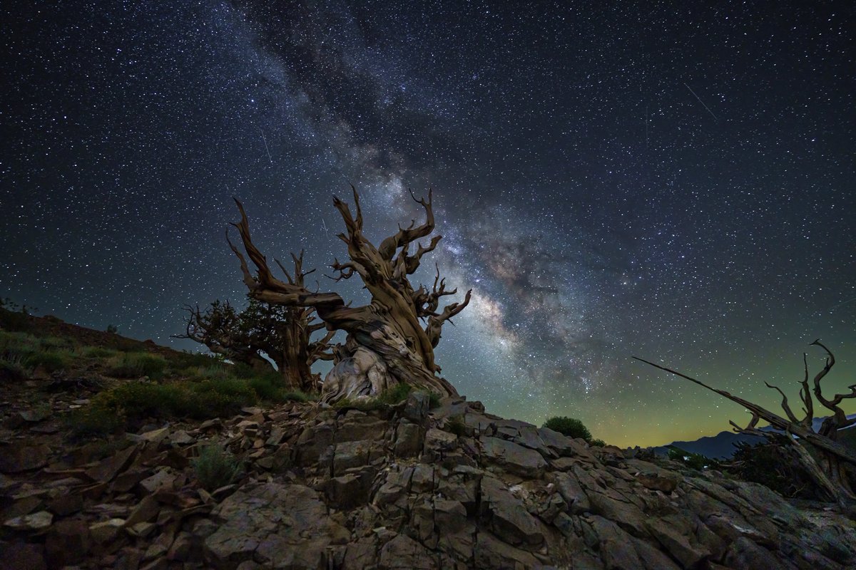 “August 17, 2023 Dead Sentry Bristlecone with the Pine Alpha behind with the galactic core of the Milky Way.” 📷  Sony a7R IVA | 14mm | ƒ/1.8 | 15s | ISO 2500 👉 Photo by Enji Chung 📍 Planned with PhotoPills: photopills.com