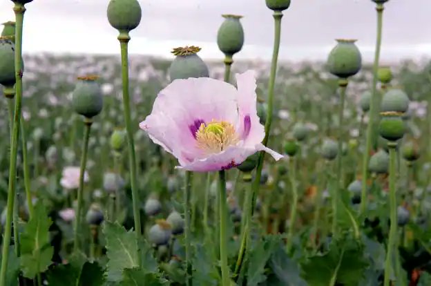 Thailand has become the first country in the world to authorize the use of #opium for medical applications. The Ministry of Health has also announced the removal of opium and psilocybin mushrooms from the country's most restrictive drug list. asianews.network/thailand-allow…
