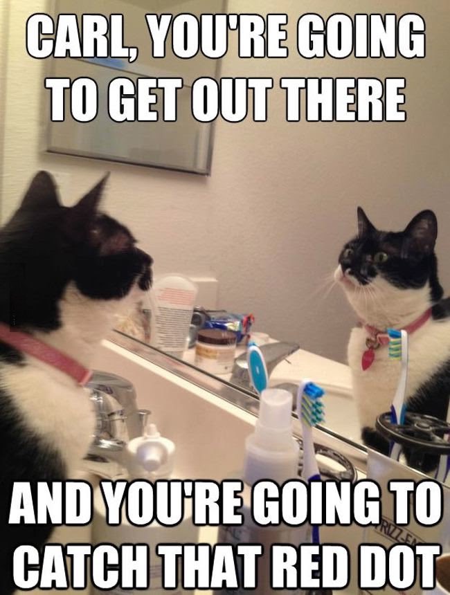 #MotivationMonday 🐾 📣There's a red dot out there for everyone. Today is the day you reach for yours! 🔴 #cats #humor #fun #Motivation #NeverGiveUp #quotes #success