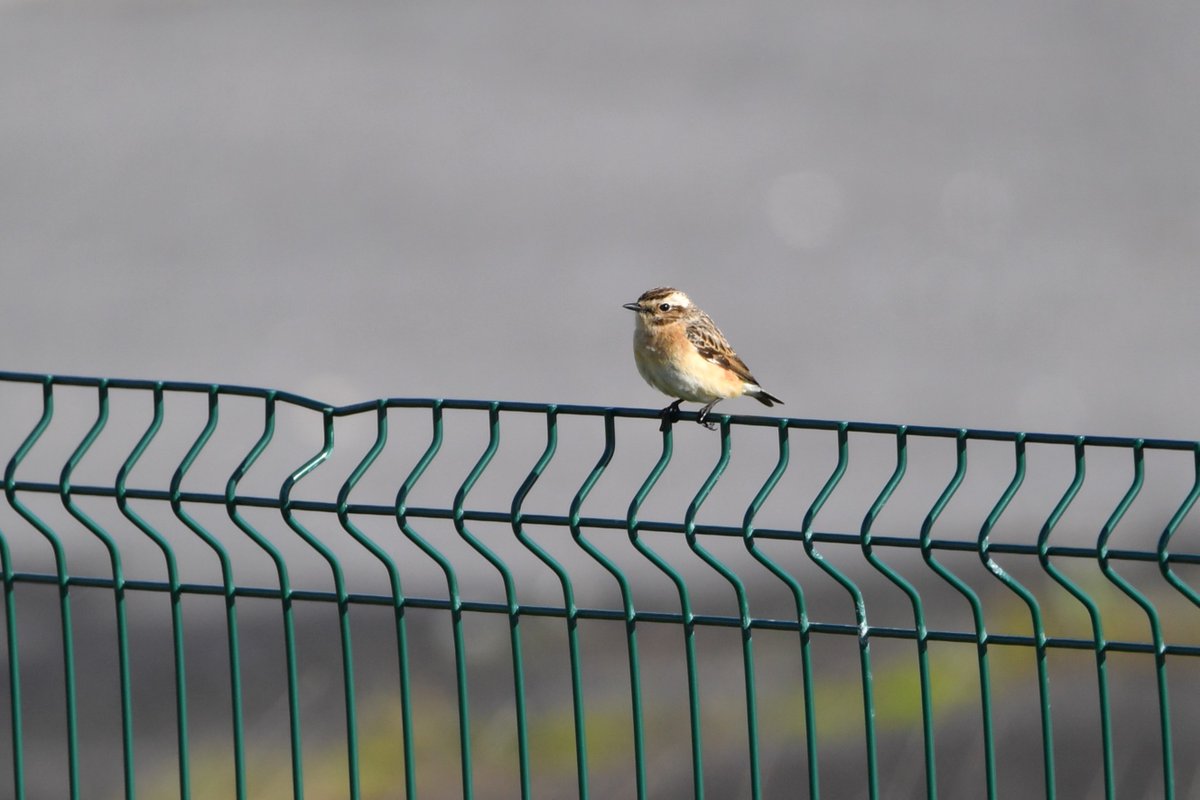 Wheatear and Whinchat this morning near Medmerry windmill, Selsey. @SelseyBirder