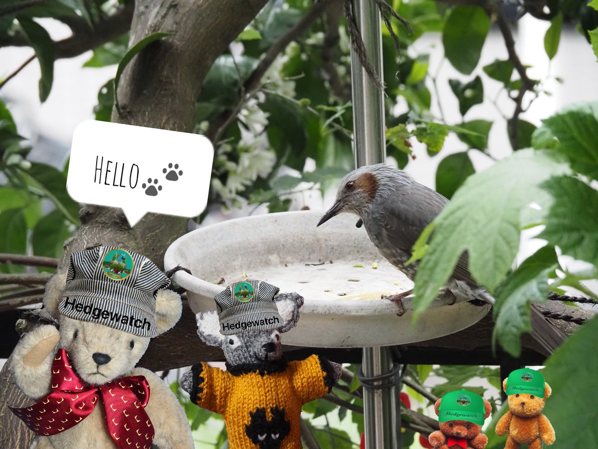 Today's #Hedgewatch @Hedgewatchers @AlanSla90124663 @TheVicarageCat @MunchPudding @starbuckssue @Prinzi82548537 Had a cuppa given to me by Millie's mum @MillieMall and @Shortbread 😋 Birdie has come to visit🍊 It was a very tasty tea🫖 Thank you Millie's mum💕