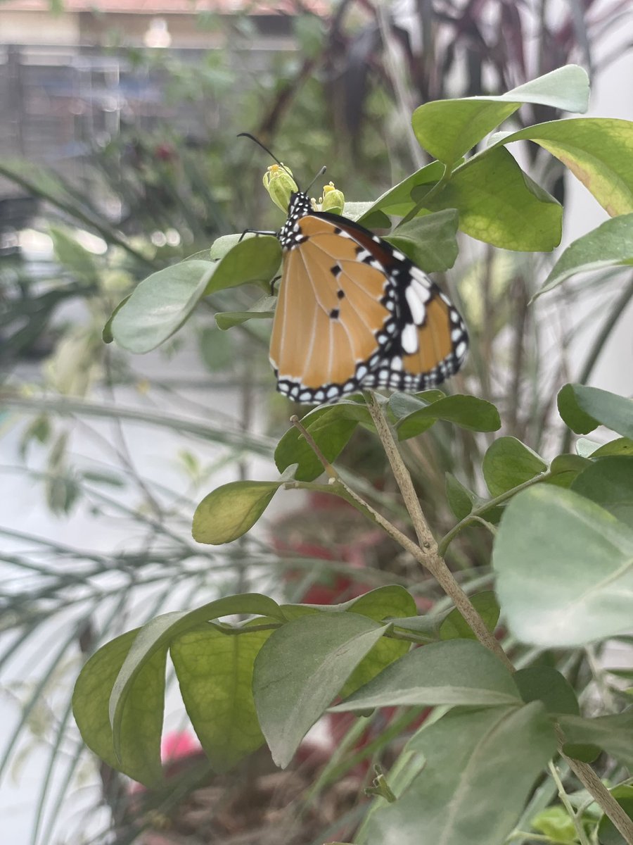 Butterfly 🦋 in Home Garden 🪴 📸 Me