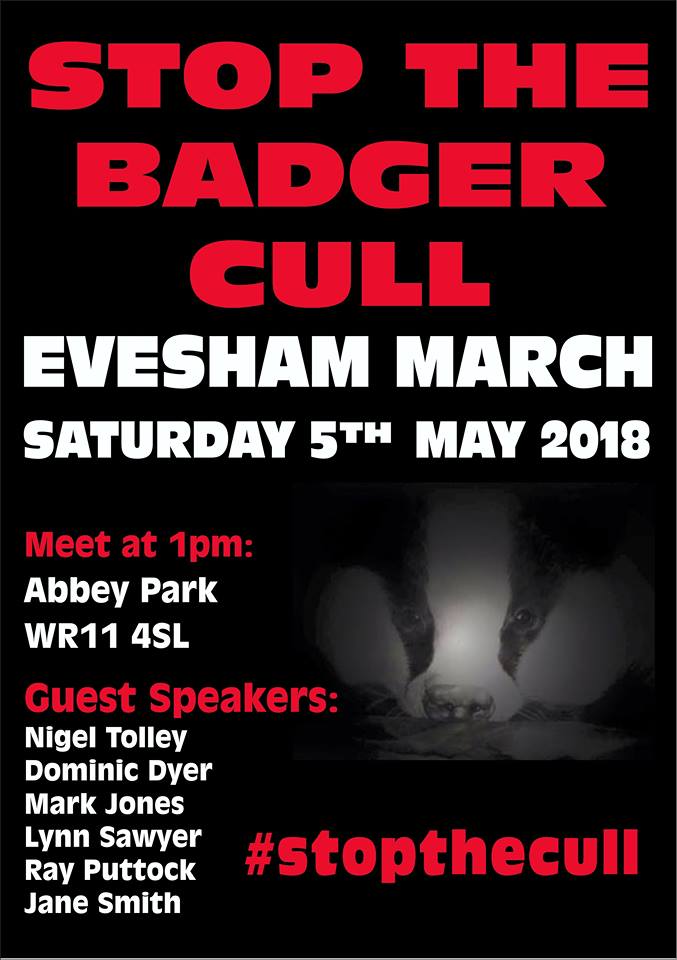 @minxed59 #badgermonday 🦡 memories ...
6 years & now many more than 💯,000 slaughtered badgers ago! 🤬
but the Tories & NFU still won't #stopthecull & intend it to continue for many more years:
'epi-culling' is their latest deathly wheeze for our #wildlife 😠
