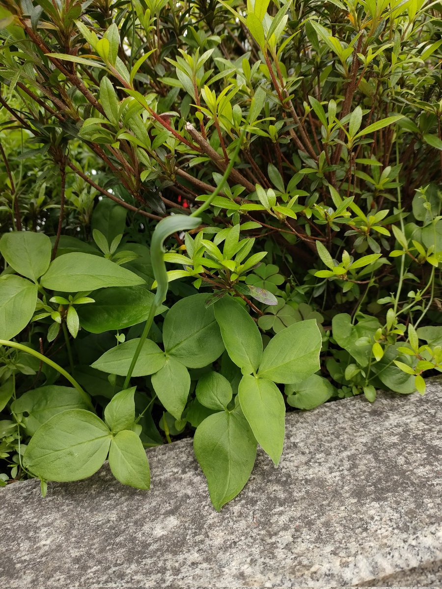 去年も生えていた場所に半夏の花(見慣れるとひと目で判る仏炎苞)、本来咲く時期の二十四節七二候の一、半夏生。暦の上では「夏至から数えて11日目の7月2日から七夕（7月7日）までの5日間をいいます」
旧暦にしても一ヶ月以上も早まってないか……