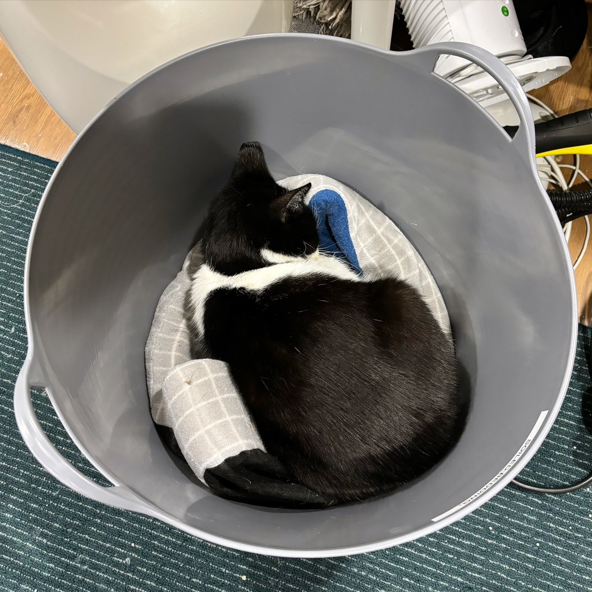 Gotta be careful when doing the laundry over here 🤣 #Bandit #ififitsisleeps #catlogic #everythingisacatbed #purrsandbeans