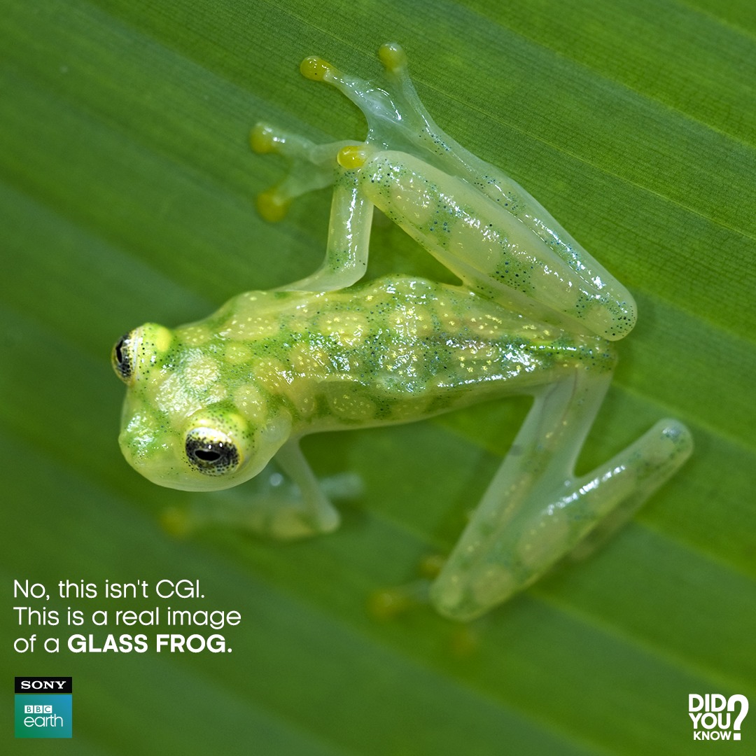 The glass frog has a 'superpower' - the ability to pack nearly 90% of its blood cells together which almost doubles the size of its liver and allows it to become transparent.​

In most animals, pooling blood together can be life-threatening due to clotting. However, the glass…