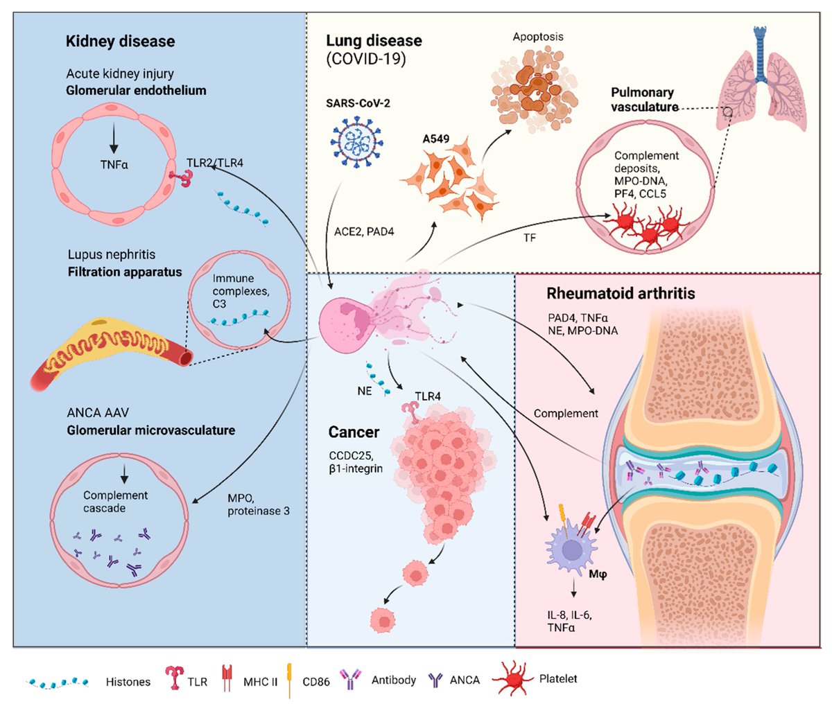 🌟#notablepaper on #inflammation 📚The Expanding Role of Extracellular Traps in Inflammation and Autoimmunity: The New Players in Casting Dark Webs 🔗mdpi.com/1565854 👨‍🔬By Dr. Stephanie U-Shane Huang and Dr. Kim Maree O’Sullivan et al @MDPIOpenAccess @MDPIBiologySubj