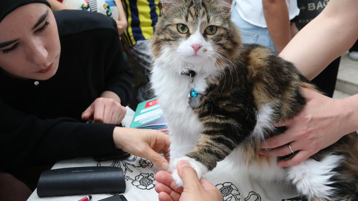 Tokat'ta düzenlenen kedi güzellik yarışmasından kareler: