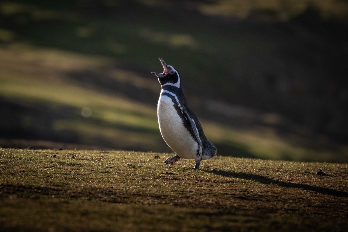 Beaks wide open.
くちばしを大きくあけて

１羽のマゼランペンギンが海から帰って、巣に向かって歩いていた。
なぜかくちばしを大きく開きながら歩いていた。
(フォークランド諸島にて撮影) 

#penguin #Magellanicpenguin #falklandislands #ペンギン #マゼランペンギン #フォークランド諸島