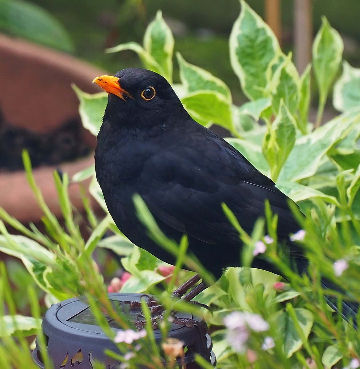 Young Blackbird and Dad in the garden this morning.