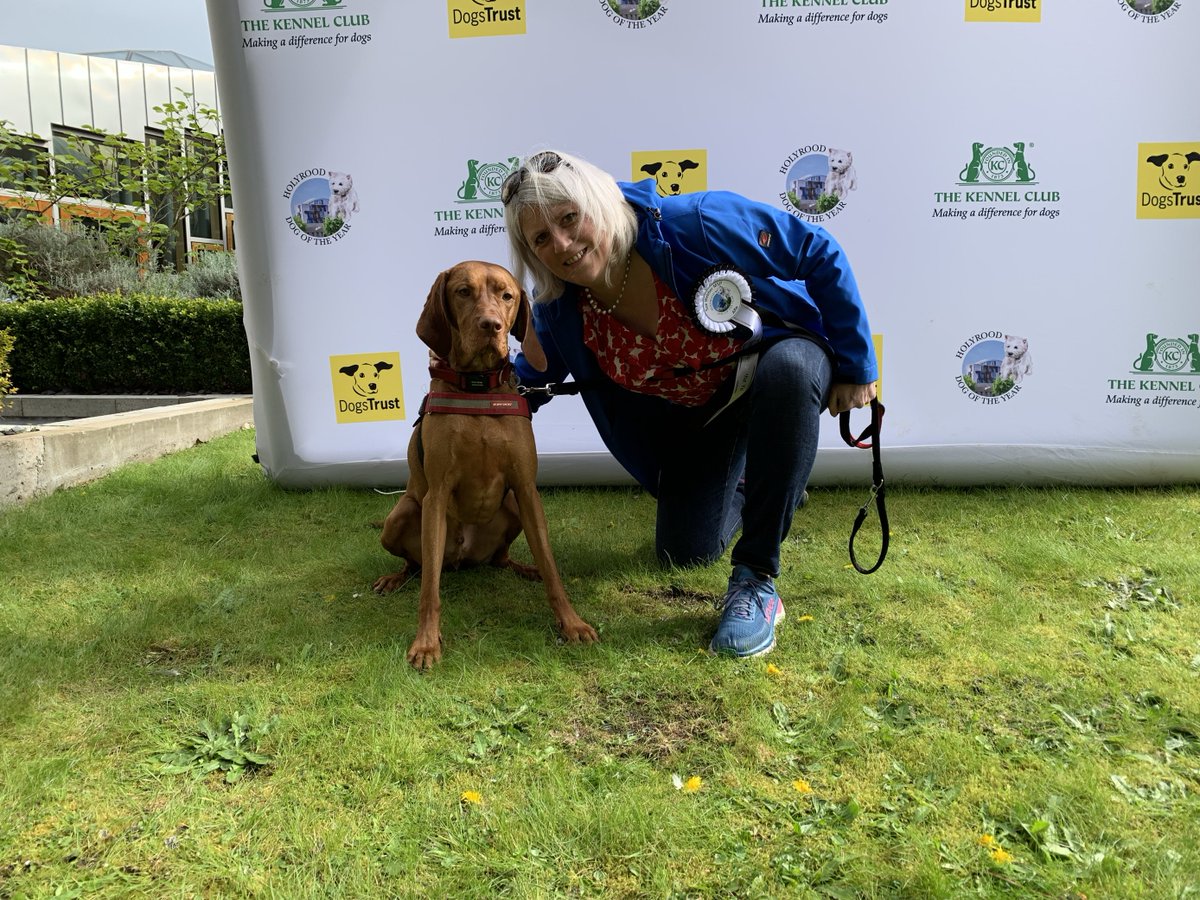 Alfie, the Hungarian vizsla, is next in the judging ring with @SueJWebber for #HDOTY! Alfie gives Sue a sense of grounding and reminds her what real-life priorities are. @KC_political