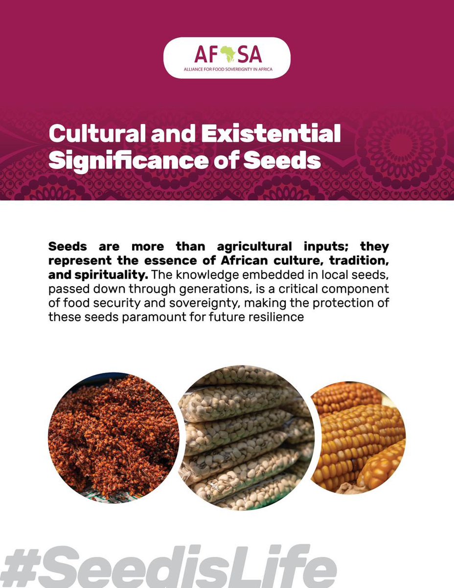 Protection of the local seeds is protection of the African culture, traditions and spirituality. Local seeds represent who we are as Africans and the knowledge about seeds is passed down through generations. #SeedIsLife #MaSemenceMaVie ⁠#InternationalSeedsDay