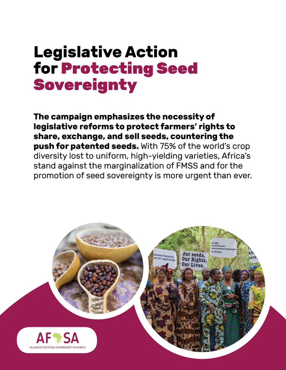 75% of the world’s crop diversity has been lost to uniform high yielding varieties. Africa needs to stand with Farmers Managed Seeds Systems like never before to protect seed sovereignty. #SeedIsLife #MaSemenceMaVie ⁠#InternationalSeedsDay