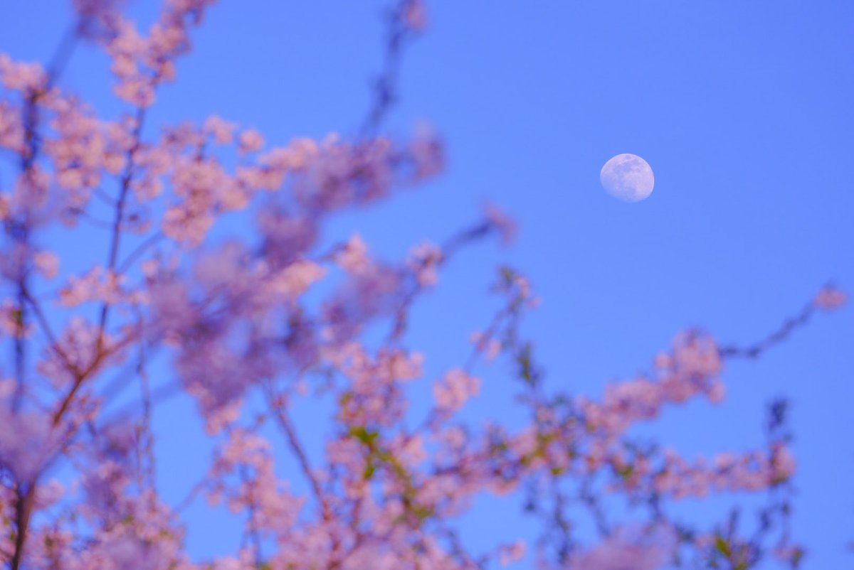 月と桜
#ファインダー越しの私の世界  #写真好きな人と繋がりたい  #coregraphy #キリトリセカイ #α7r5 #東京カメラ部 #弘前さくらまつり #弘前さくらまつり2024 #青森県