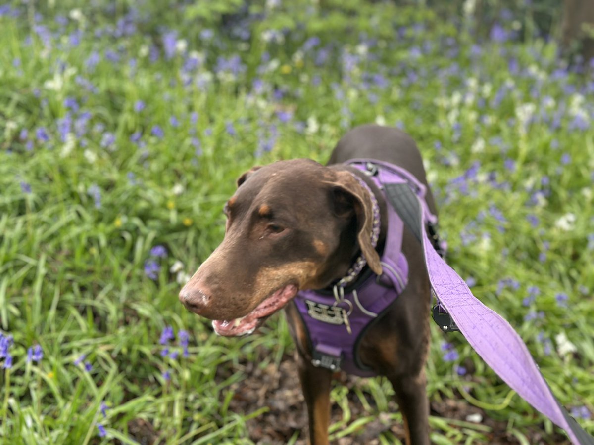 Just me & my beautiful Rosie kickstarting the week with a walk 🐾💜🐾 #doyourthing #lovemydog #DOBERMANN #Wellbeing  #RosiePosie