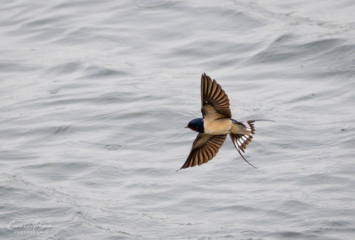 Lots of Hirundines still at Farmoor yesterday - the miserable weather forcing them to hunt low down. Certainly one of the more challenging bird groups to photograph (particularly in low light) but great fun nonetheless @BTO_Oxfordshire @OOSbirding