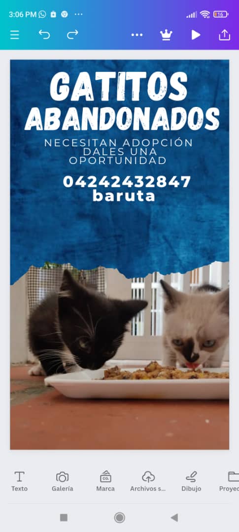 Difundo. Estos bebés me los dejaron tirados en la puerta de la casa si alguien puede adoptar son bellísimos comen solitos y veo que hacen en la arena el tuxedo es macho la siames es hembra