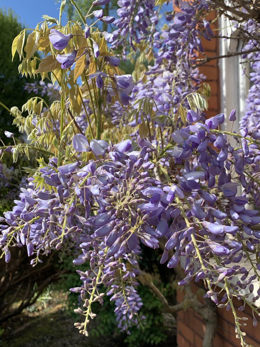 #Wisteria #Blossom #Spring #MuswellHill the loveliest colour and all the better for the sun shining today