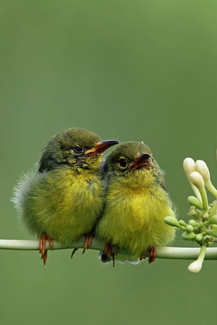 Baby Sunbirds.💗