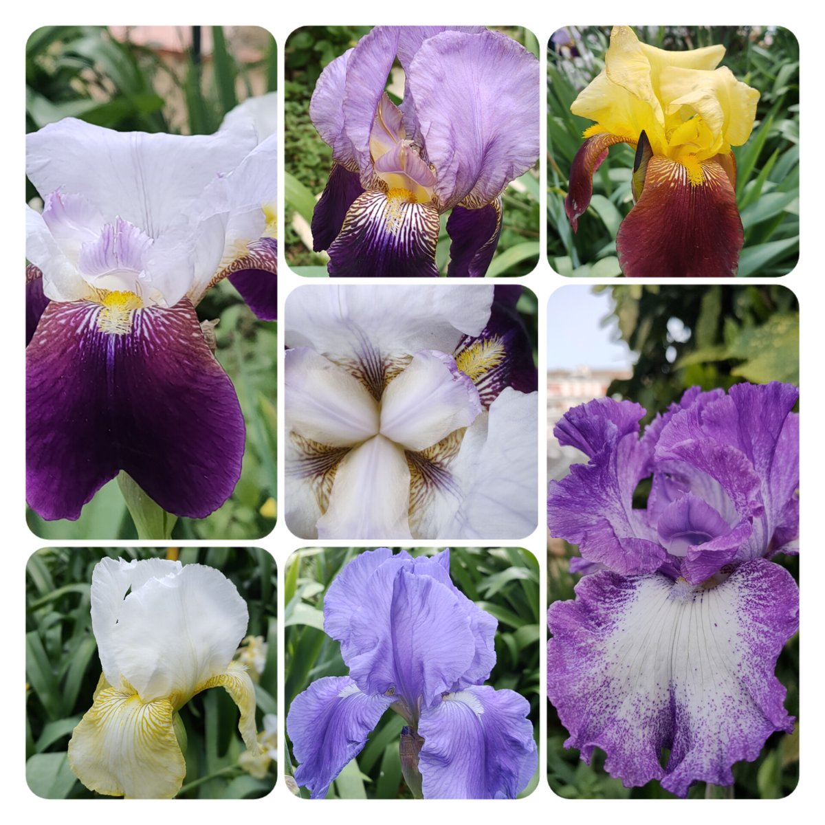 Jamais les iris n'ont été aussi beaux que ce printemps
#tresorsdujardin #homesweethome #cotedazurfrance #chasseusedenuages #frenchriviera #cotedazur #frommywindow