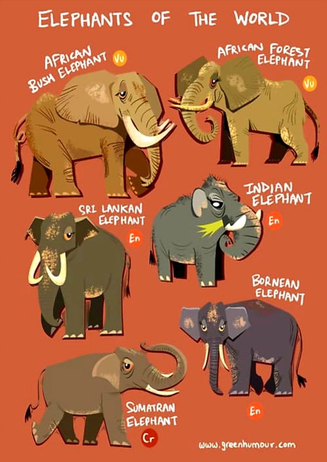 CitysFElephants's tweet photo. Elephants have global tough time.
🌏In Asia they are abused, captured, chained up for labor &amp; temple service.
🌍In Africa they are poached &amp; hunted for their #ivory trophies.
🌎In the rest of the world they are kept in zoos behind bars for people's amusement.
#StandUpForElephants https://t.co/bgATvR8Wrt