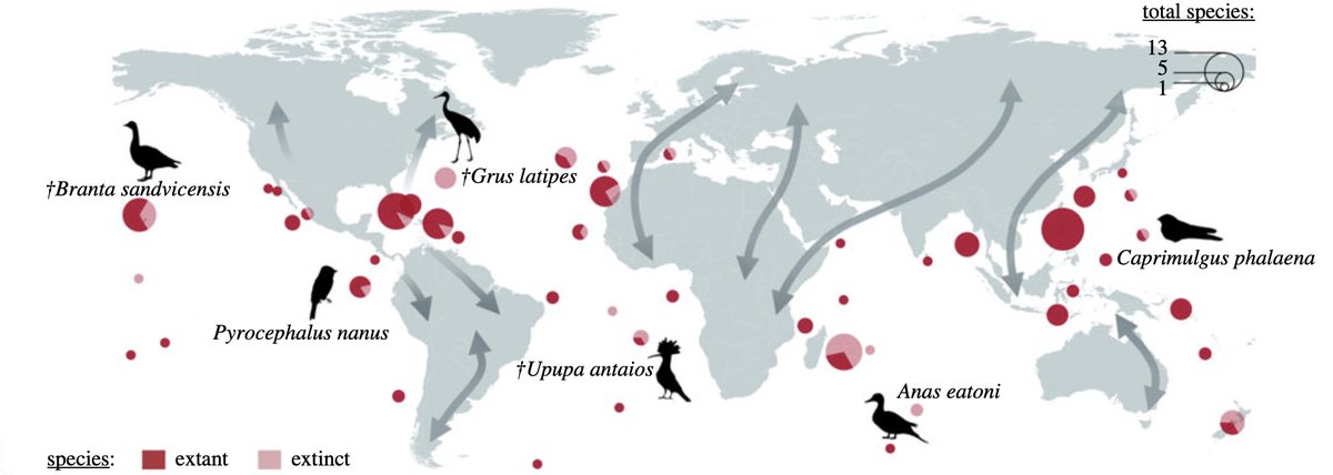 GGBC_GU's tweet photo. #GGBCMembers @FerranSayol &amp; @FaurbySoren &amp; colleagues look at seasonal migration as a driver of animal diversification. 
https://t.co/mE1uOa7DOj 
@goteborgsuni 

 #ggbcpaper #biodiversity #biodiversitydata #fauna #birds #islandecology https://t.co/gDT2EhA98V