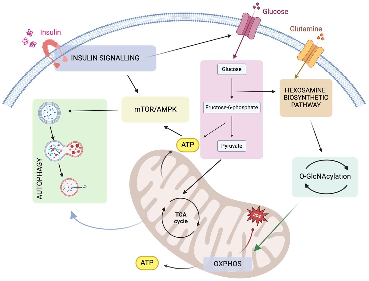 🧠⚡️ Perturbation of #redox homeostasis and reduced #energy production accelerate #neuronal damage. Find out more in the Review by M. Perluigi: doi.org/10.1002/1873-3… @MarziaPerluigi @SapienzaRoma #AlzheimerDisease #DownSyndrome