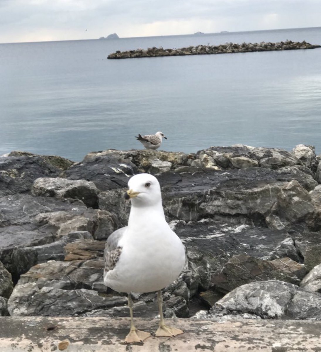 Kalp dile gelince, akıl sağır olurmuş; akıl dile gelince de kalp… 😊❤️