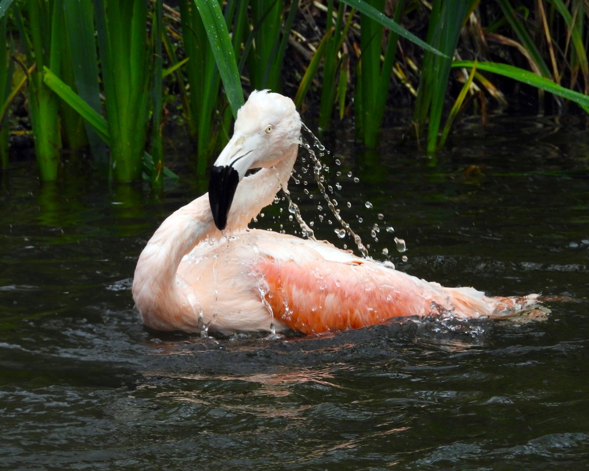 Flamingo Friday: Shake off the week's woes and dive into the weekend at Dublin Zoo! It's bound to be a splash-tastic time for the whole flock! 🌊🦩