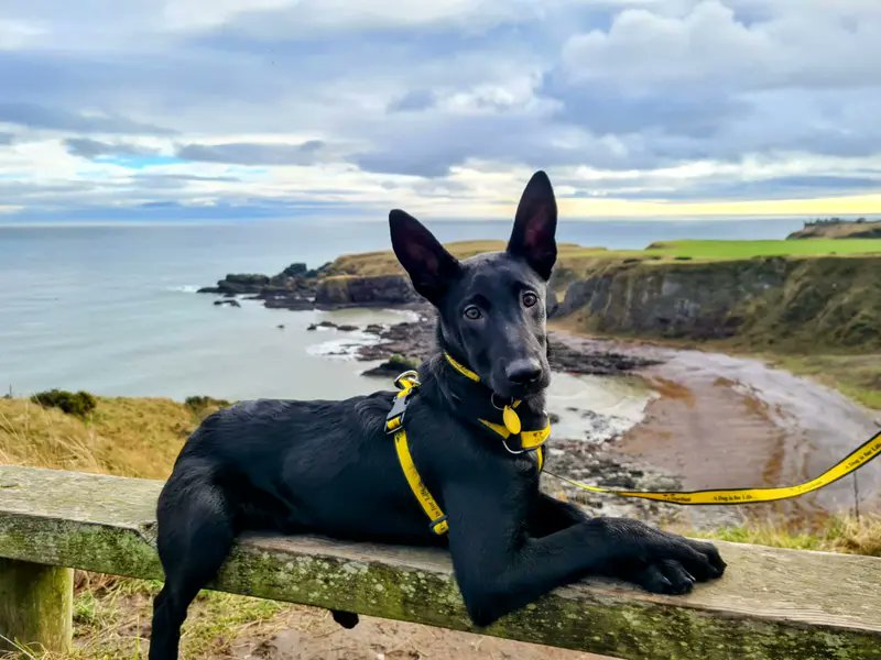 Please retweet to help Freya find a home #EDINBURGH #SCOTLAND #UK 🔷AVAILABLE FOR ADOPTION, REGISTERED BRITISH CHARITY- DOGS TRUST 🔷 'Freya is a 6 month old Belgian Mallinois cross. Freya is a super sweet girl who has come into our care from a background where she has not…
