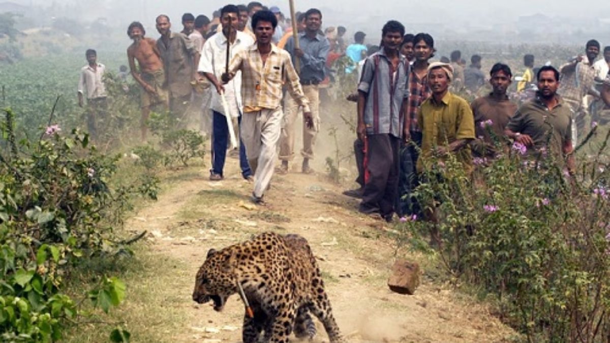 hi, i am looking for a hi-rez image of the Indian #wolf in its habitat and the #LesserFlorican #caracal (Indian) also-hi rez pic depicting wildlife killed in a road accident and human- #leopard conflict -i i can get this one-grateful-this is in #Guwahati (dont know the