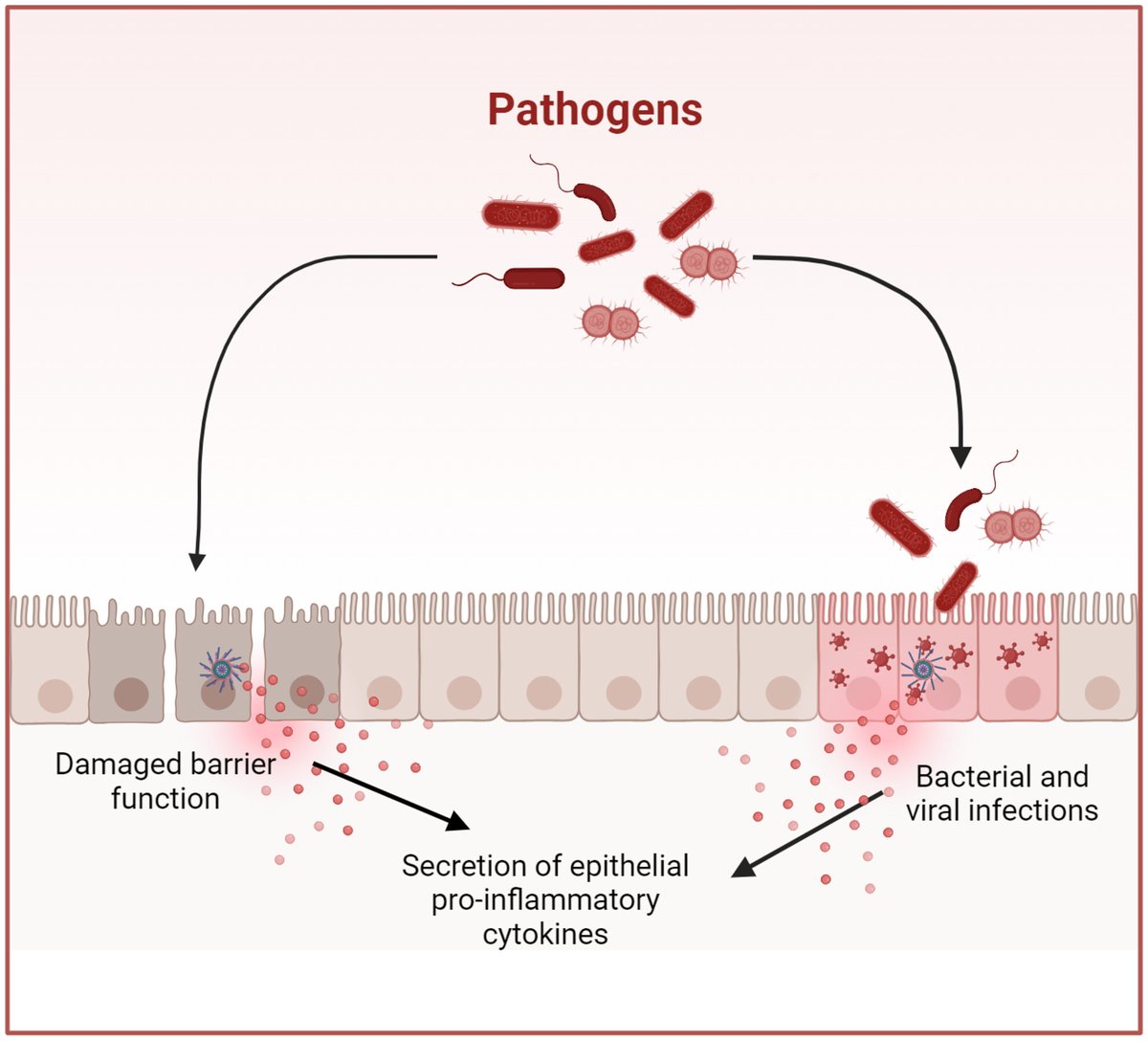 😷🦠 #OpenAccess Review: '#Inflammasomes in #epithelial innate #immunity—front line warriors' by Robinson and Boucher doi.org/10.1002/1873-3… @KimSamirah @dave_boucher @YBRI_UoY