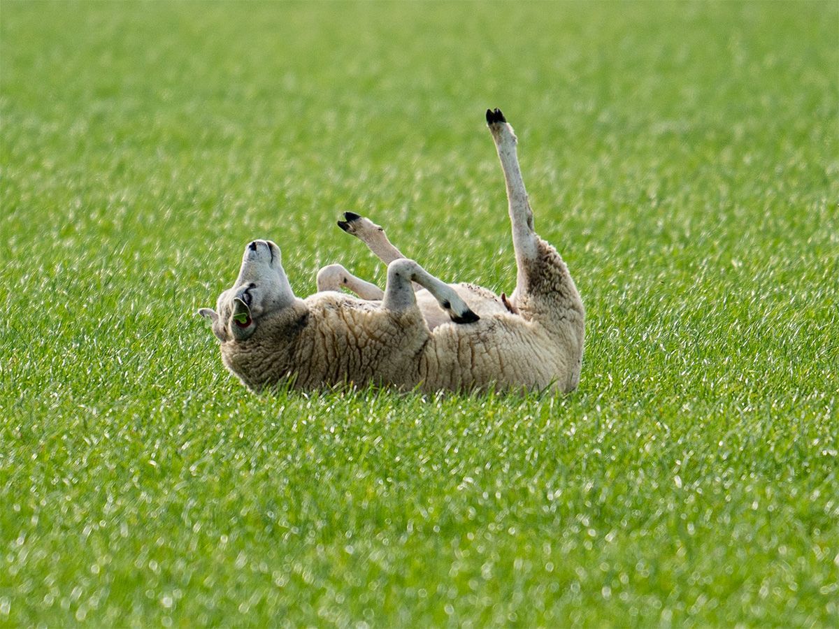 🚨Draai een schaap nooit op haar zij terug 🚨 Zie je een schaap op rug liggen draai haar dan niet op haar zij. Hierdoor kan het dier een maagomwenteling krijgen met dodelijke gevolgen. Wat te doen? @dierenlot buff.ly/4aXgxNd