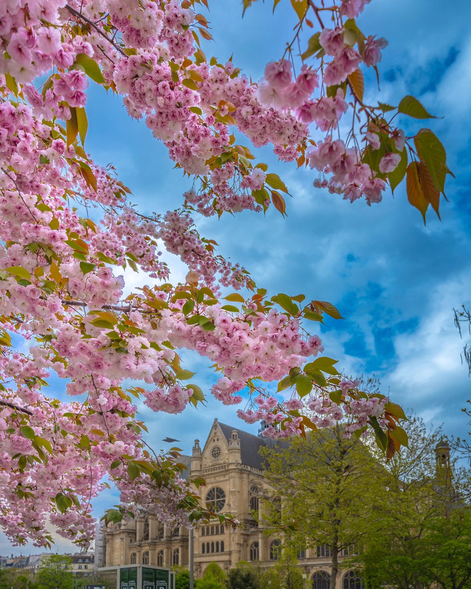 Spring photos in Paris Travel Photography