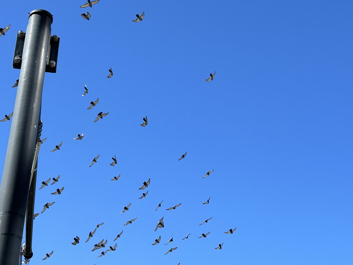 Lift our hearts, Beloved, and give them wings to carry us where we need to be and to dance our wholeness wherever we are #chalicelight #morningprayer #uu