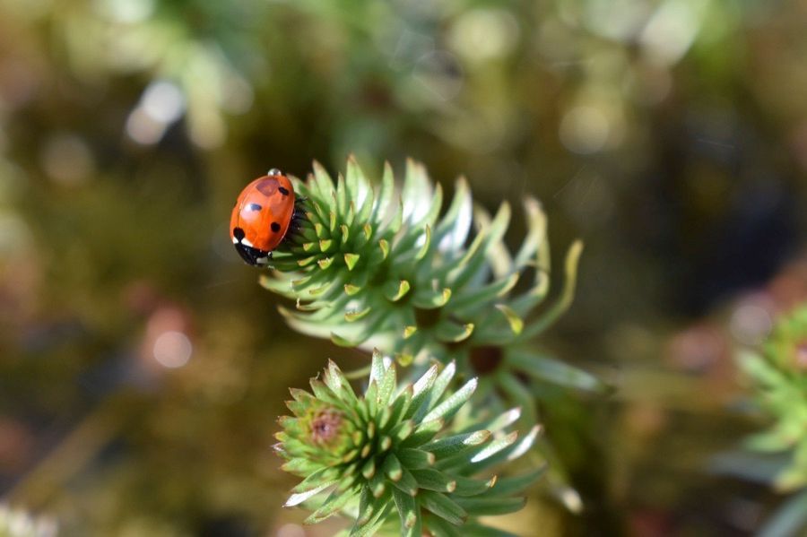 @LGSpace writes about how ladybirds can help maintain a healthy ecosystem in gardens and green spaces. #nature #healthyecosystem #climate buff.ly/3WfYcXi